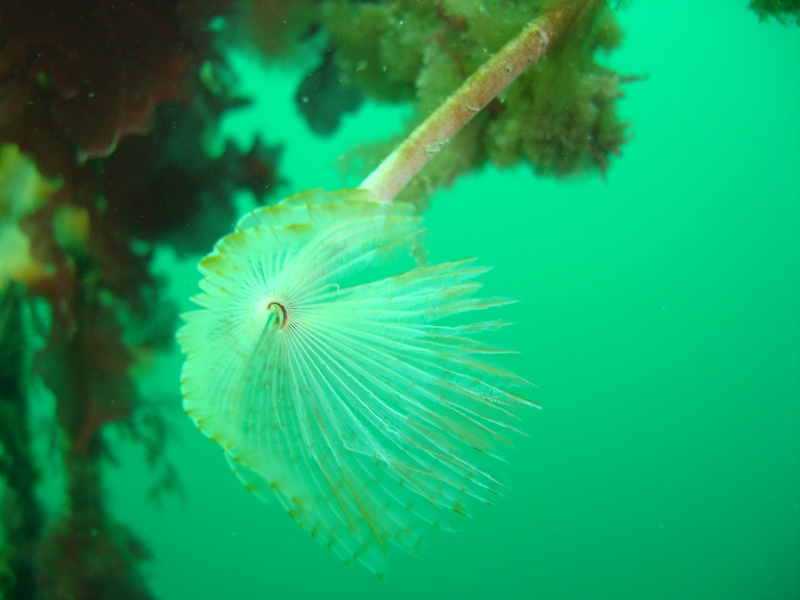 tube worm.JPG